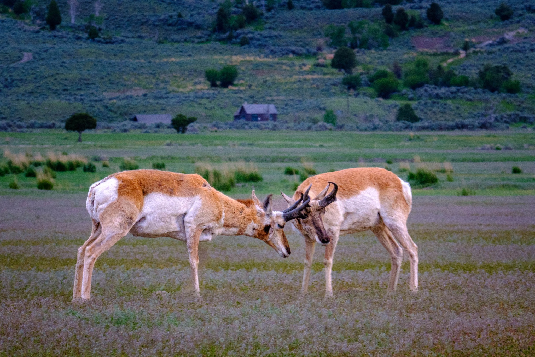 Antelopes